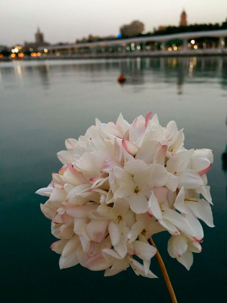 Porqué la Biznaga es la flor de Málaga